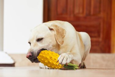 Іграшки для собак Acecy, Chew Toys Dog Almost Indestructible, Squeaky Dog Toys For Puppies Medium and Large, Rubber Horned Melon Dog Toys