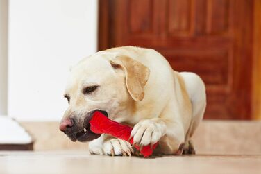 Іграшки для собак Acecy, Indestructible Chew Bone for Dog Toys, Interactive Chew Bone Dog Toys для великих середніх собак і цуценят